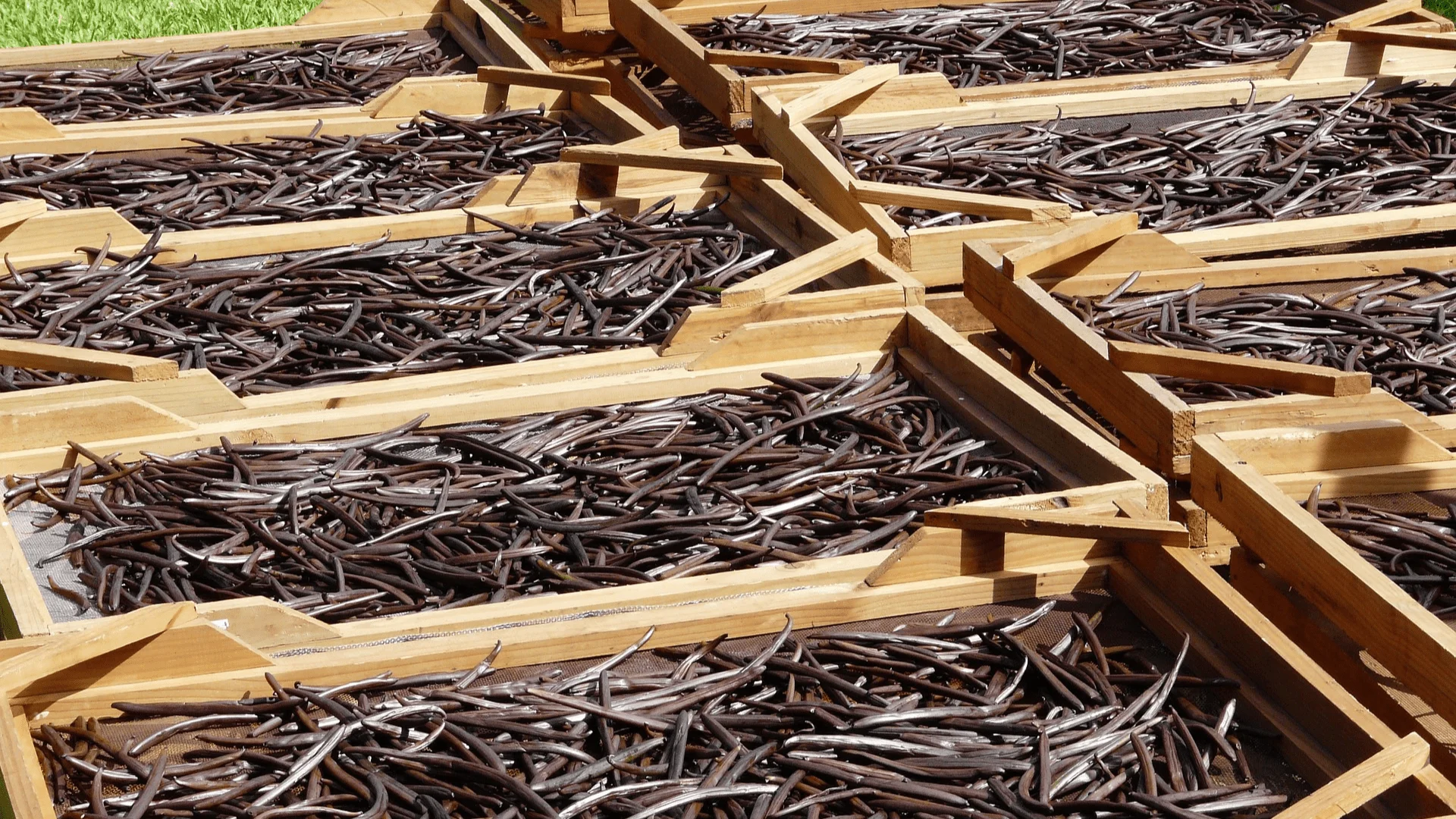 Premium Indonesia Vanilla Beans Drying Process